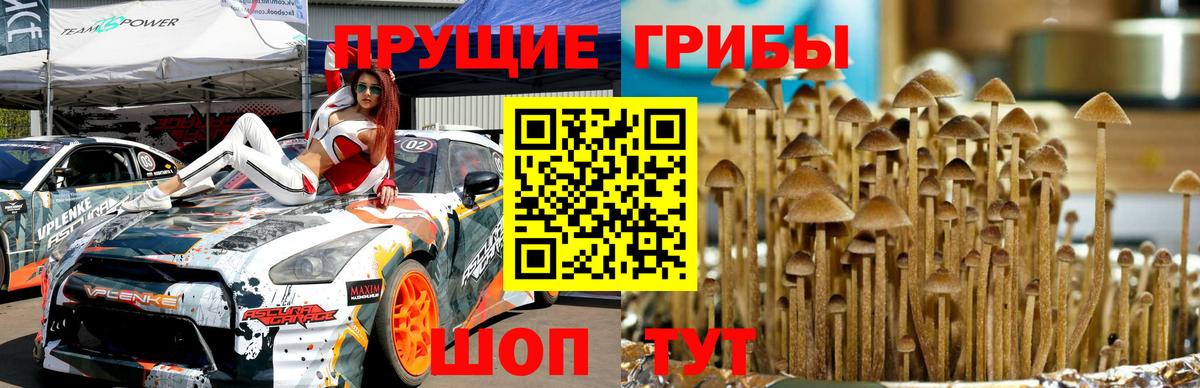 Псилоцибиновые грибы Psilocybine cubensis Новоалтайск